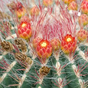 Wie man Ferocactus pilosus anbaut und pflegt