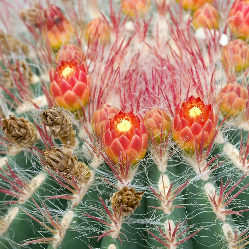 Wie man Ferocactus pilosus in die Sukkulentenpflege integriert?