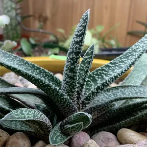 Tongue aloe (Gasteria carinata var. verrucosa) - PictureThis