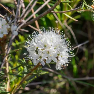 stechpalme blüten Stechpalme kaufen | Ilex aquifolium