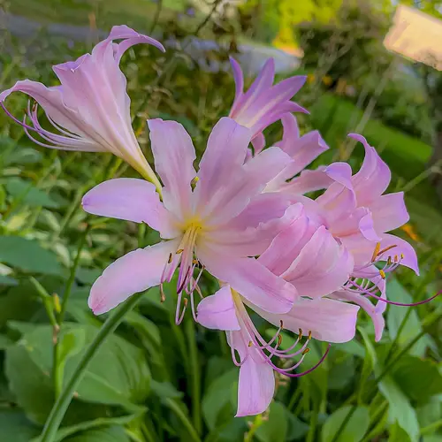 Resurrection lily