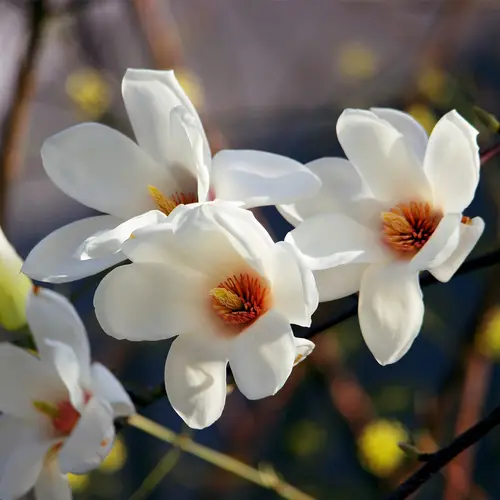 Magnolia del Norte del Japón