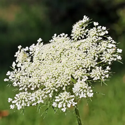 Queen anne's lace
