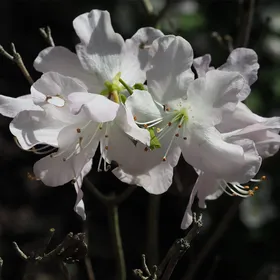 クロフネツツジ（黒船躑躅）の判定方法 (Rhododendron schlippenbachii)