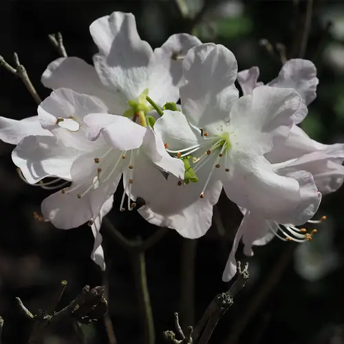 Bunga Azalea