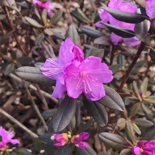 Rhododendron de laponie