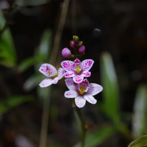 Mini-orchids