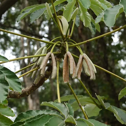 Ameisenbaum