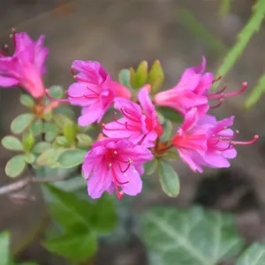 Kirishima azalea (Rhododendron obtusum) - PictureThis