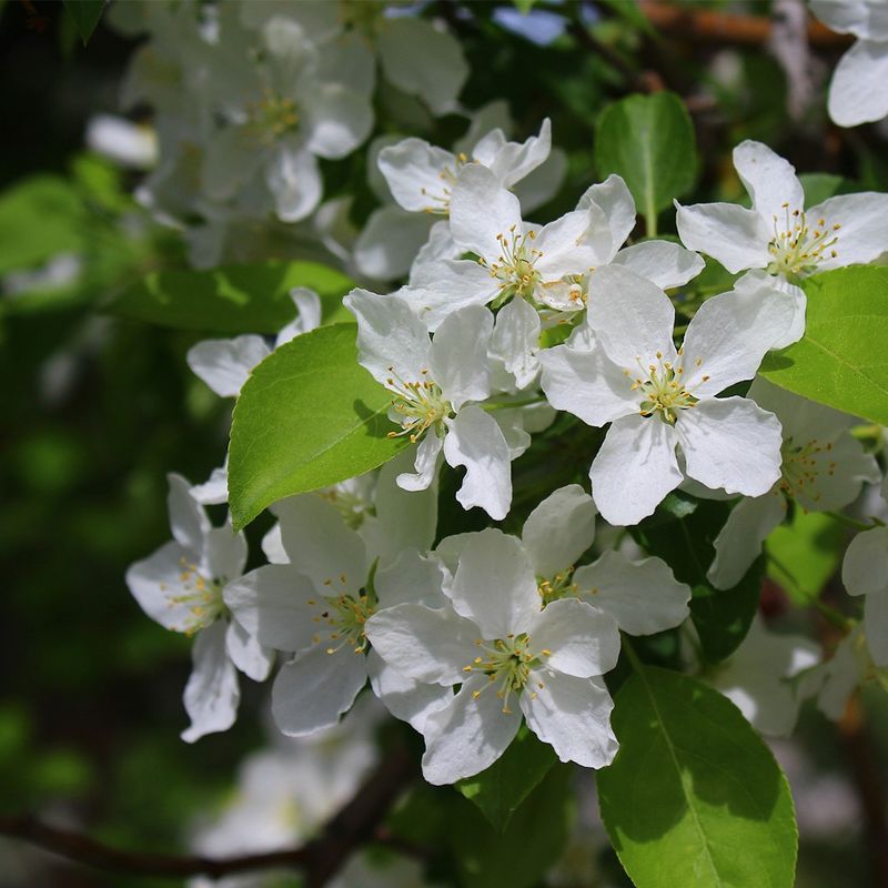 ✿花言葉✿プロフ必読☆彡 351933532960423936.jpeg?x-oss-