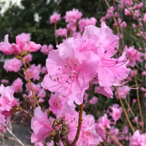 Rhododendron Korea