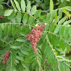 Sicilian sumac - Rhus coriaria (Taxonomy, Characteristics, Flower, Images)