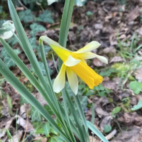 Two-coloured daffodil