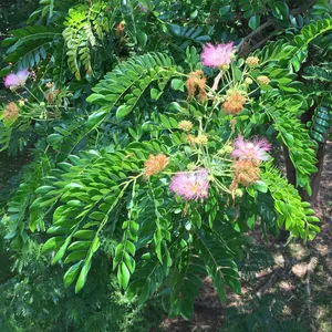 エバーフレッシュ（Albizia saman） Rain tree - Albizia saman (Care, Characteristics, Flower, Images)