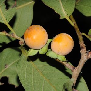 豆柿(マメガキ)太木 豆柿(マメガキ)太木 マメガキ (Diospyros lotus)