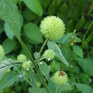 How to Grow and Care for False ironwort