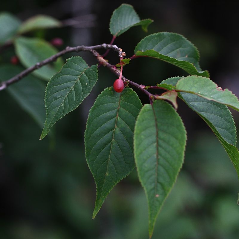 Discover the Enchanting Language and Meaning of Flowering Cherry