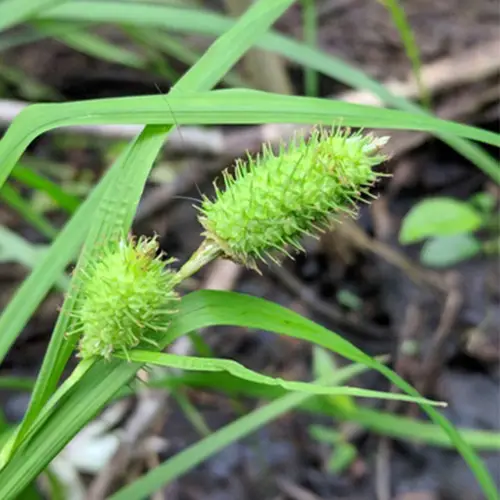 Carex massette