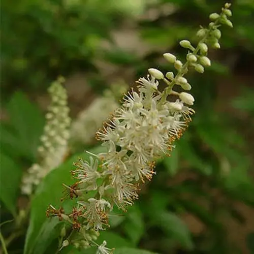Clethra blanche