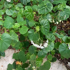 Begonia obliqua - PictureThis