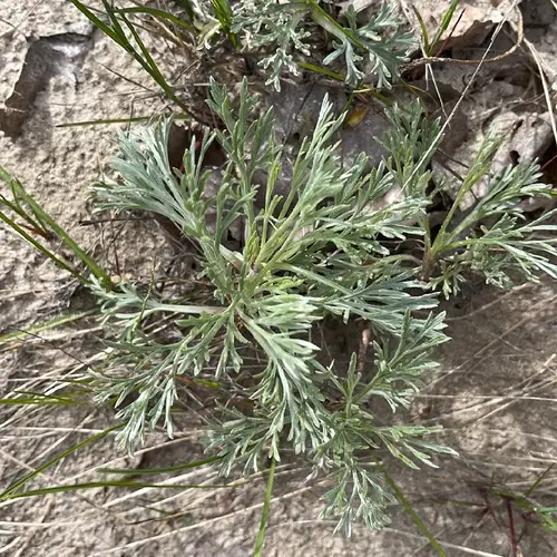 Artemisia campestris subsp. borealis