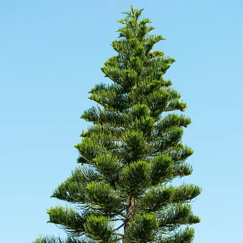 New caledonia pine