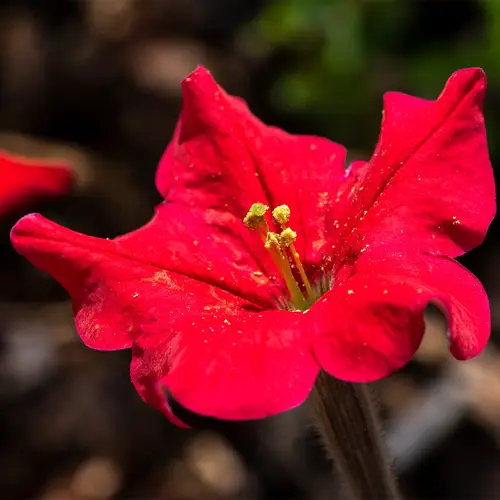 Brazilian red petunia