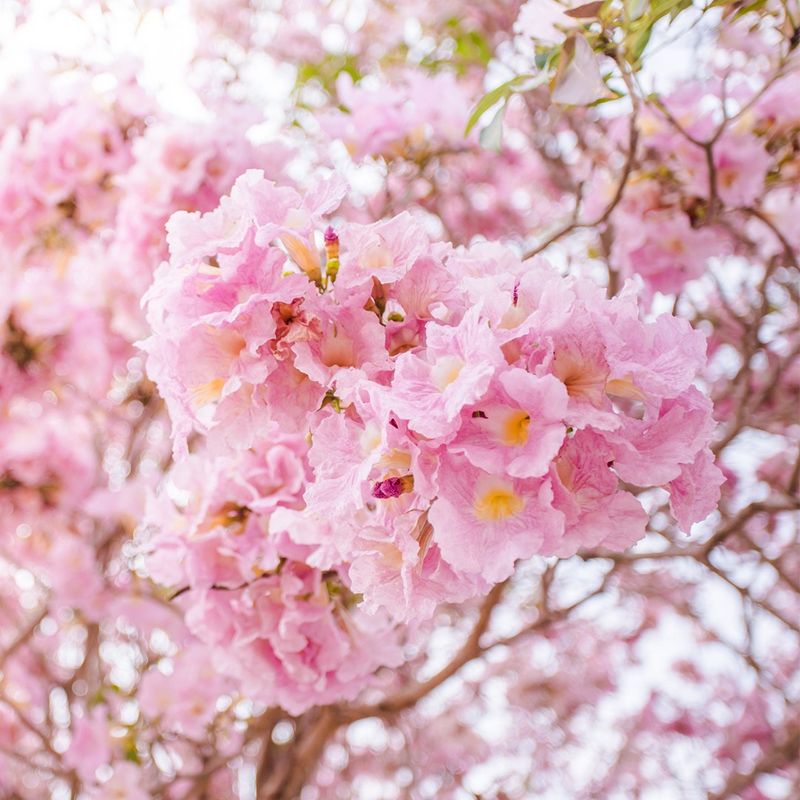 How Can Pink trumpet tree Enhance Your Landscape Design?