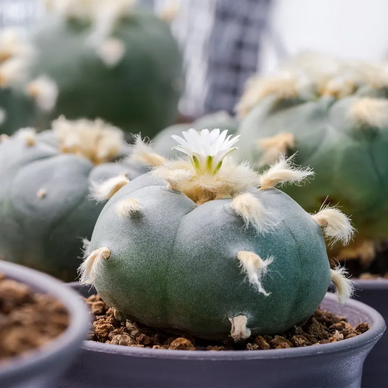 サボテン 翠冠玉 群生 ロホホラ カキ仔 観葉植物 多肉植物 疣銀冠玉 サボテン 翠冠玉 群生 ロホホラ カキ仔 観葉植物 多肉植物 疣銀冠玉