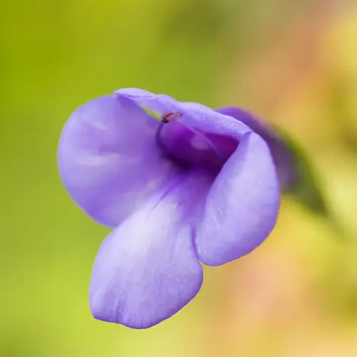 Spotless violet torenia