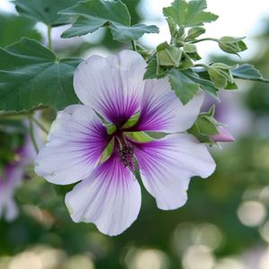 Malla Tree 🍀 How to Grow and Care for Tree mallow