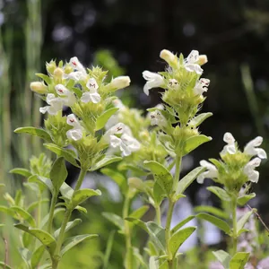 alchemilla plant Alchemilla mollis (Lady's Mantle) – Perennial Farm Marketplace main image 0