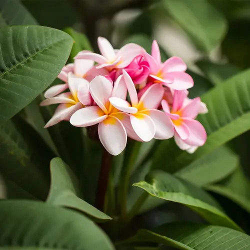 Plumeria rubra