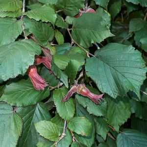 How to Propagate Filbert