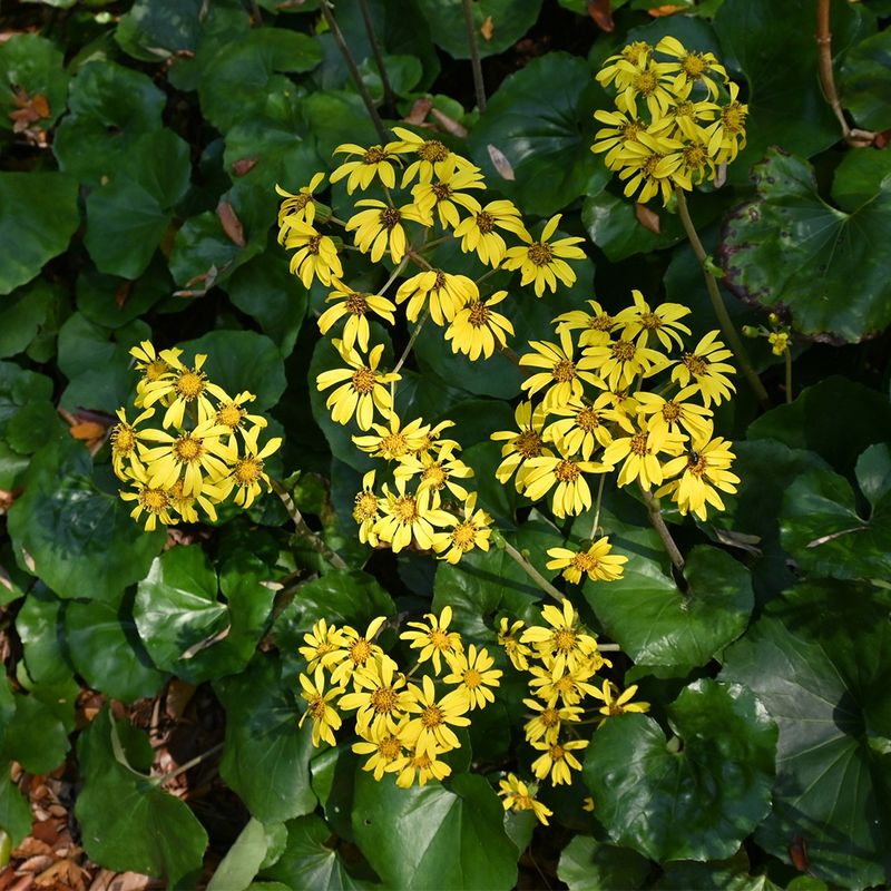 How to Overwinter Leopard plant: A Complete Guide