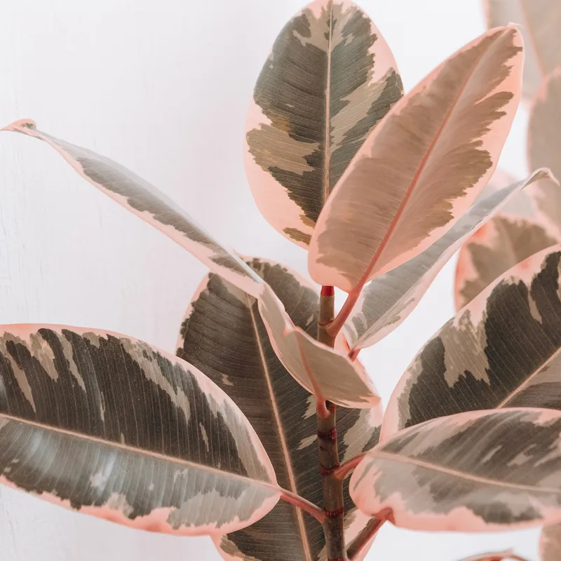 Discover the Incredible Benefits of Growing Ruby rubber tree at Home