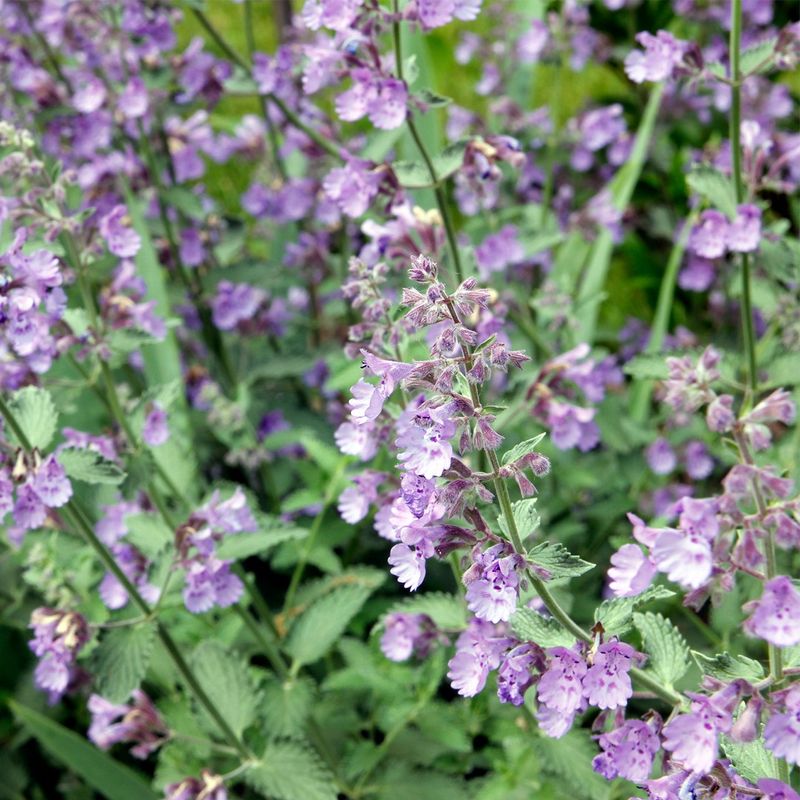 The Hidden Significance and Beauty of Dwarf Catmint Flowers