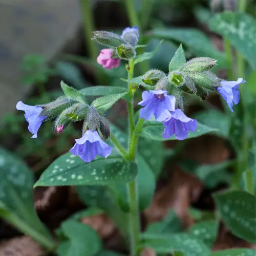 Narrow-leaved lungwort