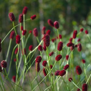 【中古】 吾亦紅 ワレモコウ（吾亦紅） (Sanguisorba officinalis) - PictureThis