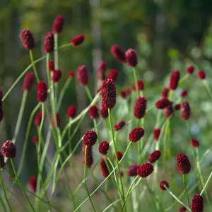 ワレモコウ（吾亦紅） (Sanguisorba officinalis) - PictureThis