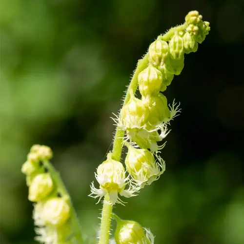 Tellima grandiflora