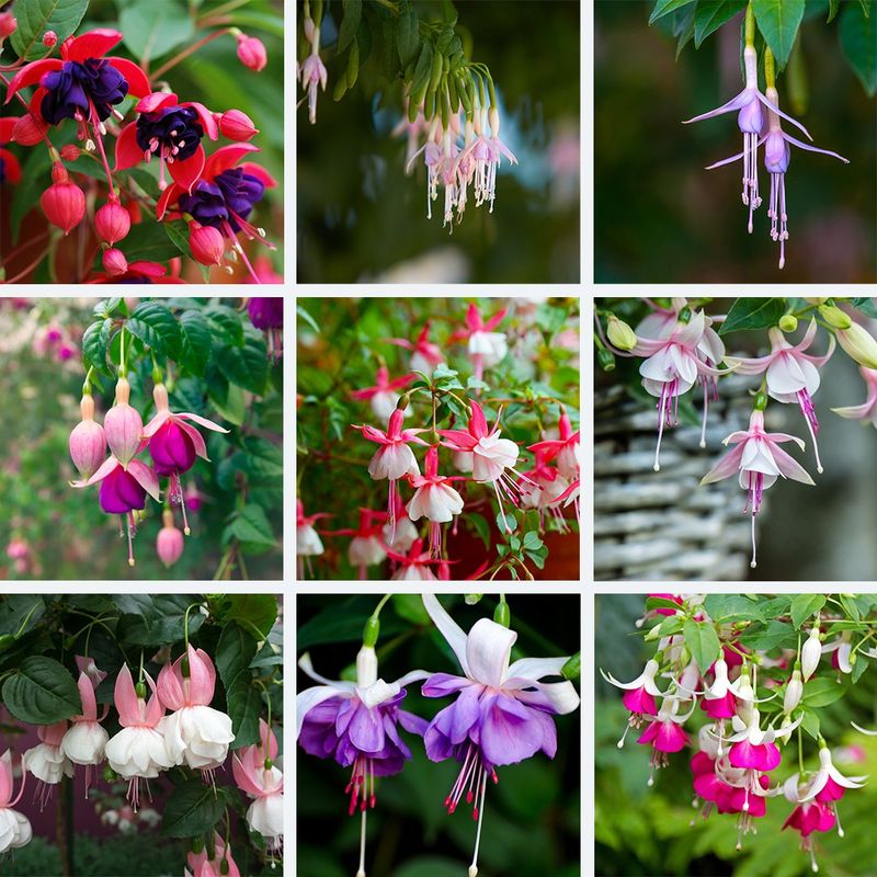The Language and Meaning of Hybrid Fuchsia in Floral Traditions