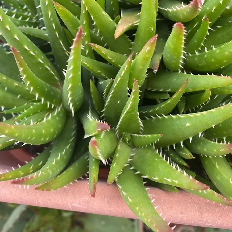 aloe vera plant online Aloe Vera | Indoor Plant | Tropical Plant | Potted Plant main image 0