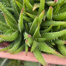 So identifizierst du Echte Aloe (Aloe vera var. chinensis)