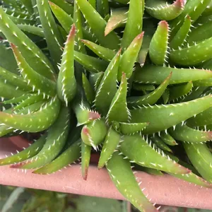 aloes aloe vera ALOE VERA 8in – Watters Garden Center