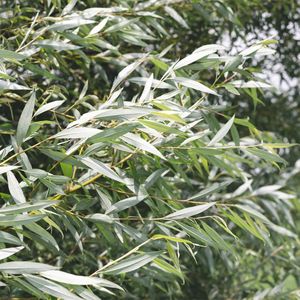 セイヨウシロヤナギ（Salix alba）の苗木ポットごと発送 セイヨウシロヤナギ（西洋白柳） (ケア, 特徴, 象徴, 画像)