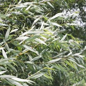 セイヨウシロヤナギ（Salix alba）の苗木ポットごと発送 植物の梱包方法について解説 - YouTube