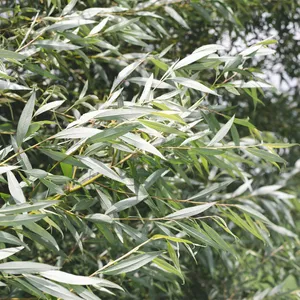 セイヨウシロヤナギ（西洋白柳）の育て方・栽培方法