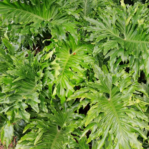 Split-leaf Philodendron