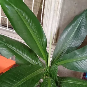 potting soil for pothos Pothos/Ivy Imperial Potting Soil Mix  Wild & Son